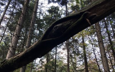 Gozdna terapija: Objem gozda – preprosta pot do notranjega miru